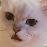 야