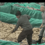 [드루와] 애들아 <b>중국산</b> 김치 절대먹지마라