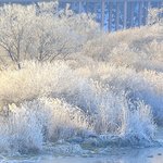 [생활정보] 상고대 ! 겨울 <b>아침</b>의 신비로운 자연 예술