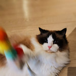 [레이] 베리레드톡)알(?)<b>사탕</b>?