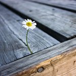 [좋은글] [좋은글] 지혜로운 랍비