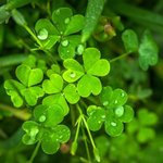 [좋은글] [좋은글] <b>아침</b> 이슬과 같은 말