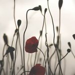 [좋은글] [좋은글] 기억되는 사람이 되고 싶다