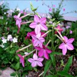 [좋은글] [좋은글] 두 가지 색을 가진 사람들