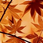 [좋은글] [좋은글] 가을에 띄우는 <b>편지</b>