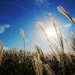 [좋은글] [좋은글] 기다리는 법을 배워라