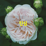 [좋은글] [좋은글] 잘 꾸민 <b>말로</b>,