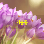 [좋은글] [좋은글] 기쁨꽃