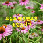 [좋은글] [좋은글] 오늘도 행복했으면 좋겠습니다