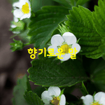 [좋은글] [좋은글] 향기로운 말