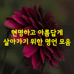 [좋은글] [좋은글]  현명하고 아름답게 살아가기 위한 명언 모음
