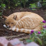 [어케생각해] <b>취미</b>로 그린 고양이 그림