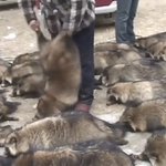 모피코트 너무 이쁘지 않음?