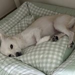 졸리우새