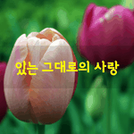 [좋은글] [좋은글] 있는 그대로의 사랑