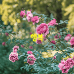 [좋은글] [좋은글] 행복