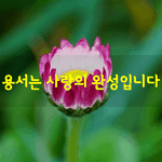[좋은글] [좋은글] 용서는 사랑의 <b>완성</b>입니다