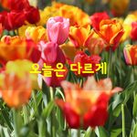 [좋은글] [좋은글] 오늘은 다르게