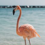 ㅈㅈ하게 홍학 <b>볼</b><b>때</b>마다 무서움