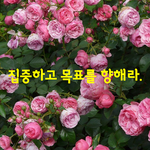 [좋은글] [좋은글] <b>화살</b>은 뒤로 당겼을 때만