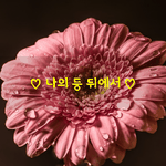 [좋은글] [좋은글]  나의 등 뒤에서