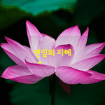 [좋은글] [좋은글] 연잎의 지혜<b>법정</b> 스님