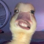 <b>버니즈</b>들은 싸울 때 ㅂㅅㅎ 욕 하는거 어이없음