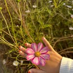 머금은 코스모스처럼”…조윤희, 가을 석양 아래→<b>따스</b>한 하루의 향기