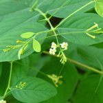 [좋은글] [좋은글] 【산닥<b>나무</b>】