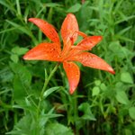 [좋은글] [좋은글] 【<b>날개</b>하늘나리】