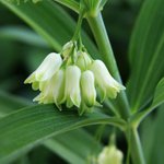 [좋은글] [좋은글] 【층층둥굴레】