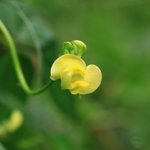 [좋은글] [좋은글] 【여우팥】