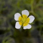 [좋은글] [좋은글] 【매화마름】