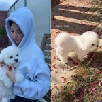 송혜교, <b>루비</b>와 귀여운 가을 단풍 데이트