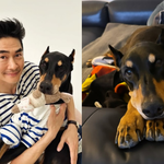 [드루와] 배정남, 벨 떠나보낸지 한 달…"보고파라 내 <b>새끼</b>"