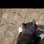 고양이 <b>궁디</b> ㅈㄴ두드림