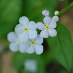 [좋은글] [좋은글] 【덩굴꽃<b>마리</b>】