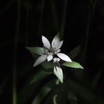 [좋은글] [좋은글] 【솜다리에델바이스】