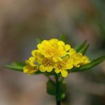 [좋은글] [좋은글] 【<b>한계</b>령풀】