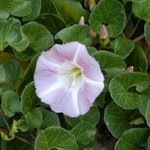 [좋은글] [좋은글] 【갯메꽃】