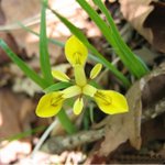 [좋은글] [좋은글] 【<b>노랑</b>붓꽃】