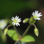 [좋은글] [좋은글] 【점나도나물】