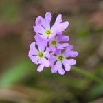 [좋은글] [좋은글] 【설앵초】