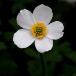 [좋은글] [좋은글] 【홀아비바람꽃】