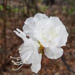 [좋은글] [좋은글] 【흰진달래】