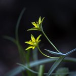 [좋은글] [좋은글] 【중의무릇】