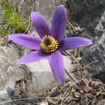 [좋은글] [좋은글] 【동강 할미꽃】