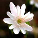 [좋은글] [좋은글] 【꿩의바람꽃】