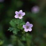 [좋은글] [좋은글] 【이질풀】