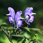 [좋은글] [좋은글] 【투구꽃】